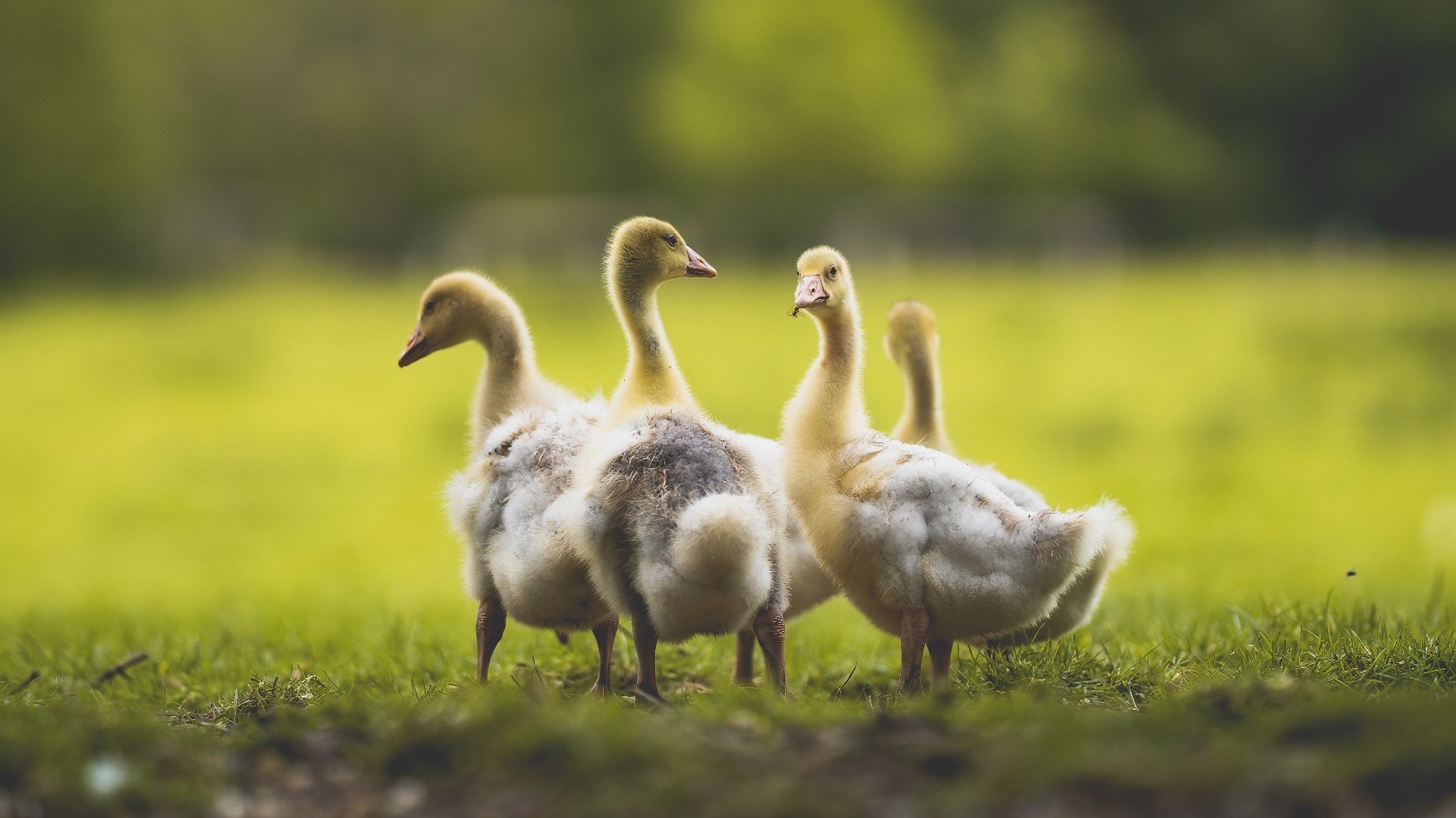 赛场风云录，雄鹿团队篮球完胜北京，高诗岩三分神迹刷新历史纪录