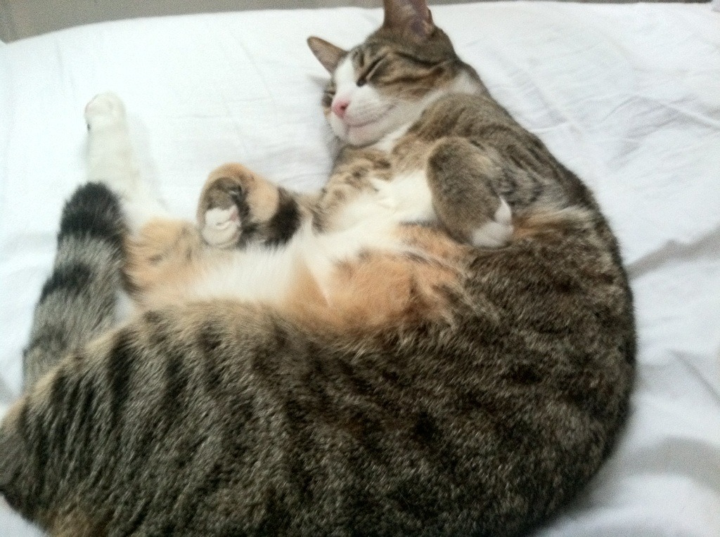 双重征服，兹维列夫以拉沃尔杯横扫之姿，预言年终总决赛的加冕