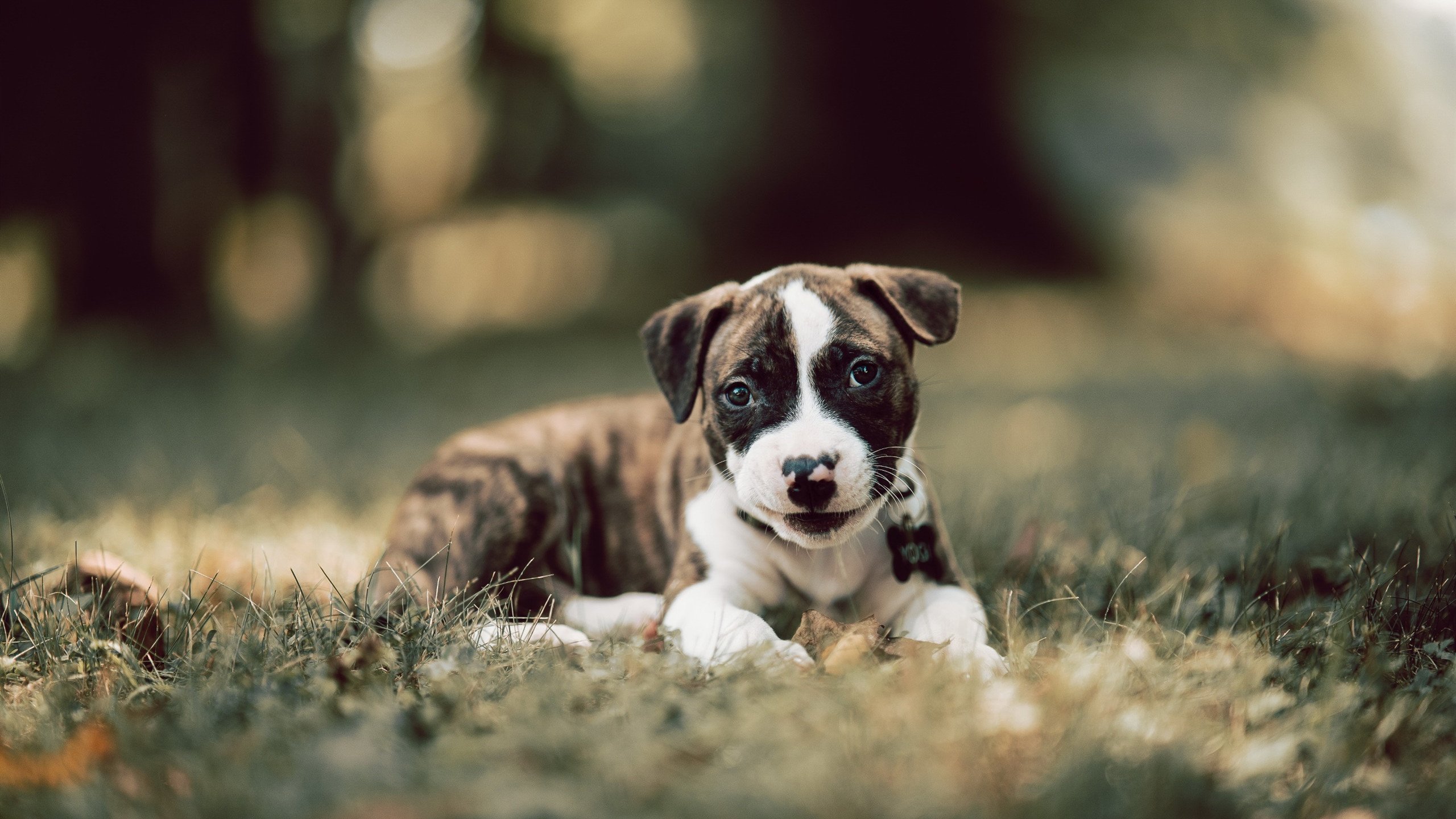 冰冷雨水与滚烫香槟，当哈斯老爷车碾过红牛王朝的裂缝