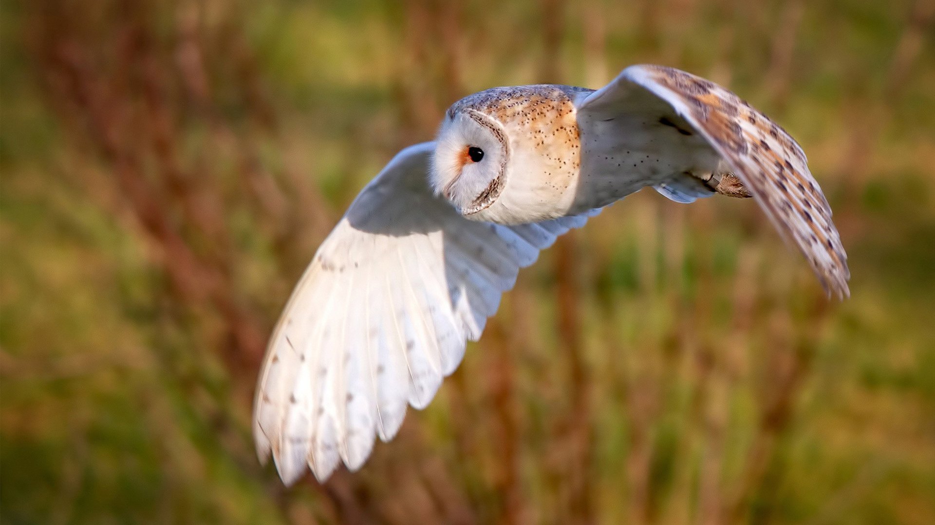 冰与火之歌，范弗利特以冷静头脑点燃猛龙狂胜之夜
