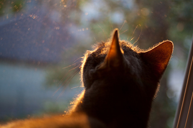 唯一见证，米切尔关键进球定乾坤，老鹰对决雄鹿史诗一战