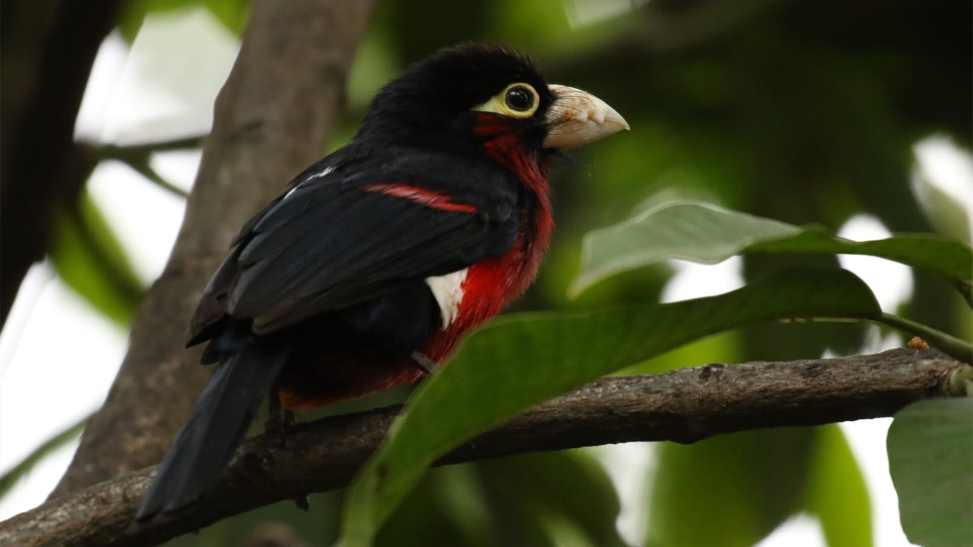 金色落日与石油黄昏，当苏亚雷斯的最后一舞冲垮巴黎构建的足球神殿