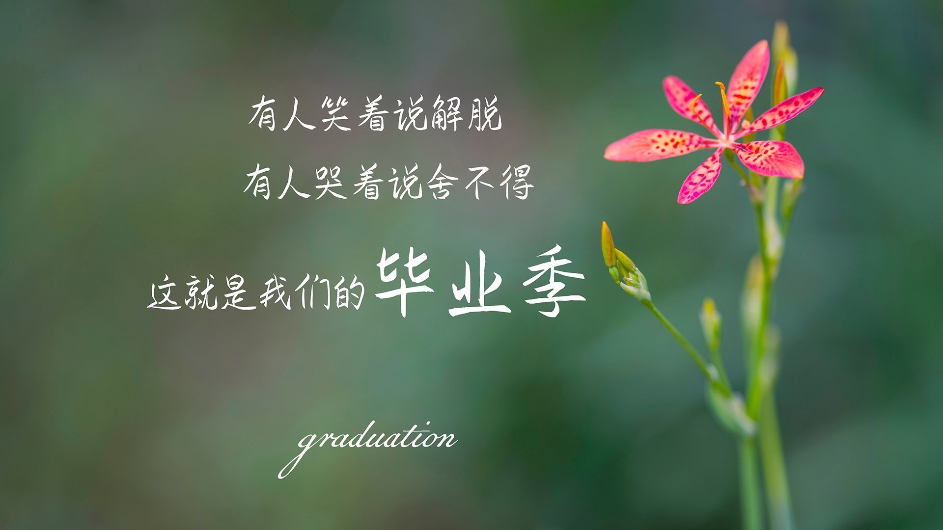 狼穴崩塌之夜，垫底活塞如何打穿西部第一，切特·霍姆格伦的绝杀与救赎