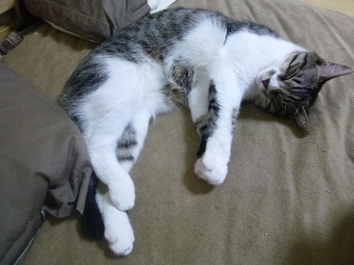 当首钢登顶五棵松时，布伦森正在麦迪逊广场创造奇迹