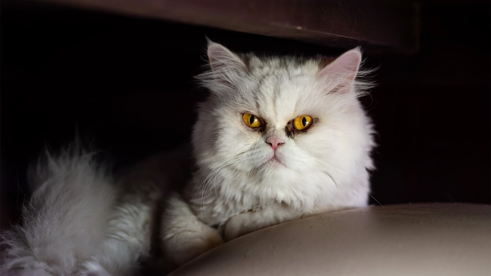 无声惊雷，霍勒迪在NBA季后赛之夜展现被低估的巨星价值