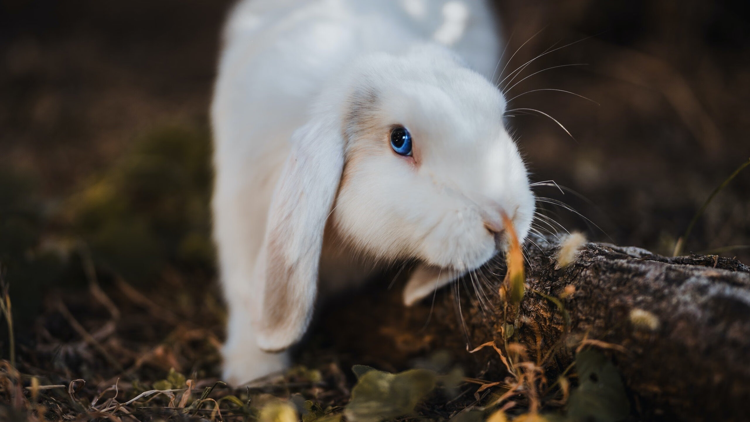 奥运周期关键战，魔术横扫老鹰—新生代球员的奥运门票争夺战白热化