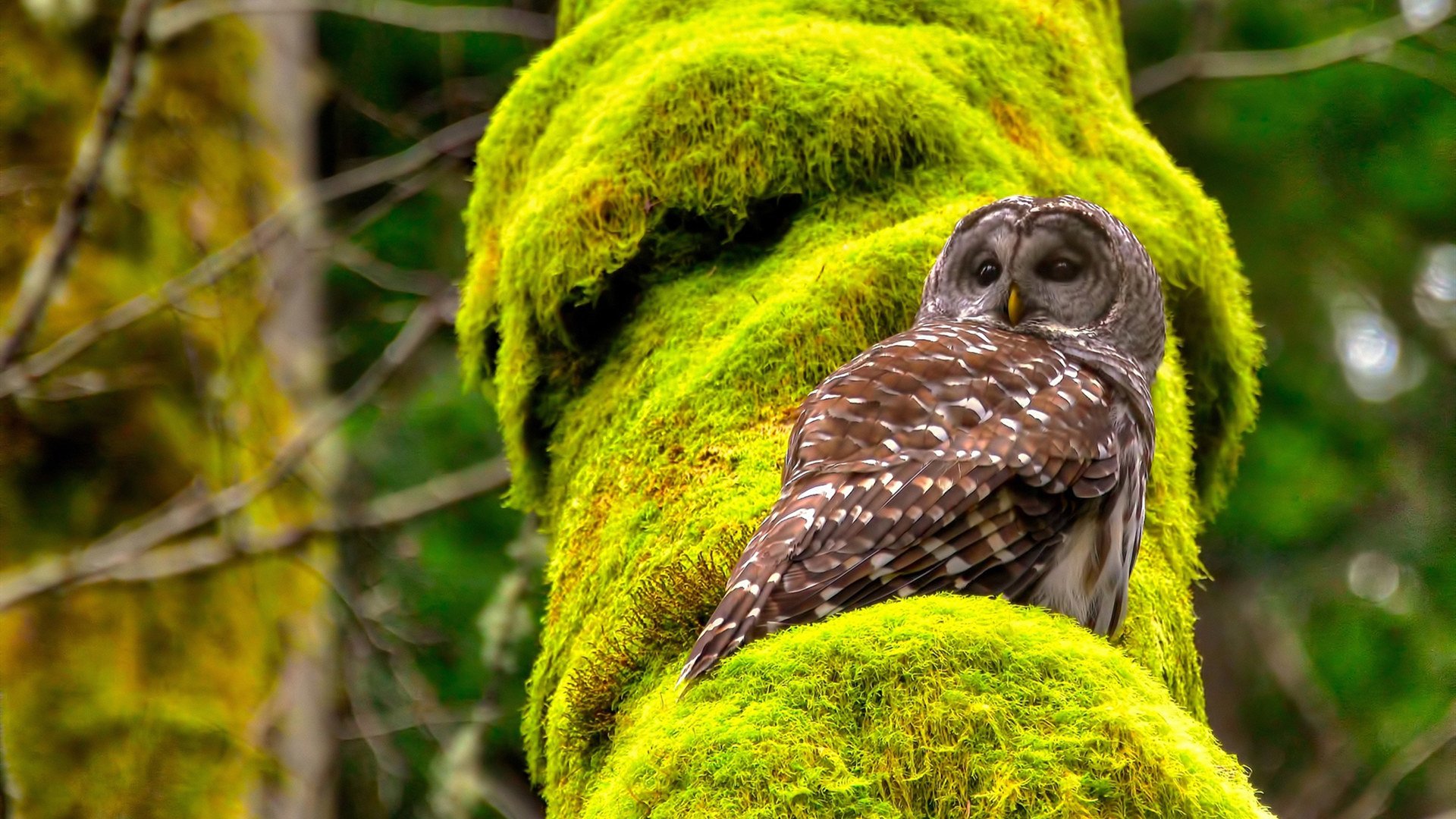哈利伯顿施魔法，用防守锁死太阳，篮网掀翻西部豪强