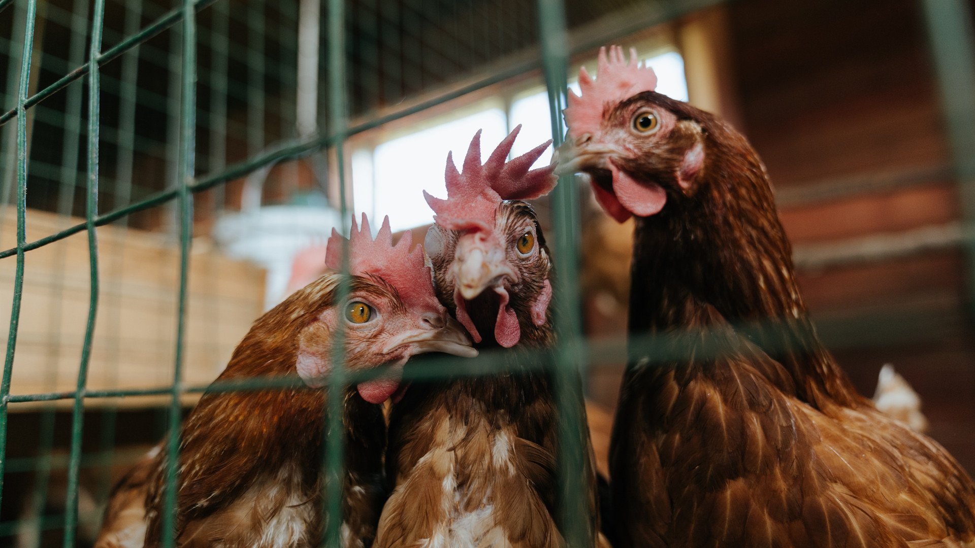 平行宇宙的疯狂一日，深圳队跨界碾压雄鹿，库里欧冠半决赛化身足球战神