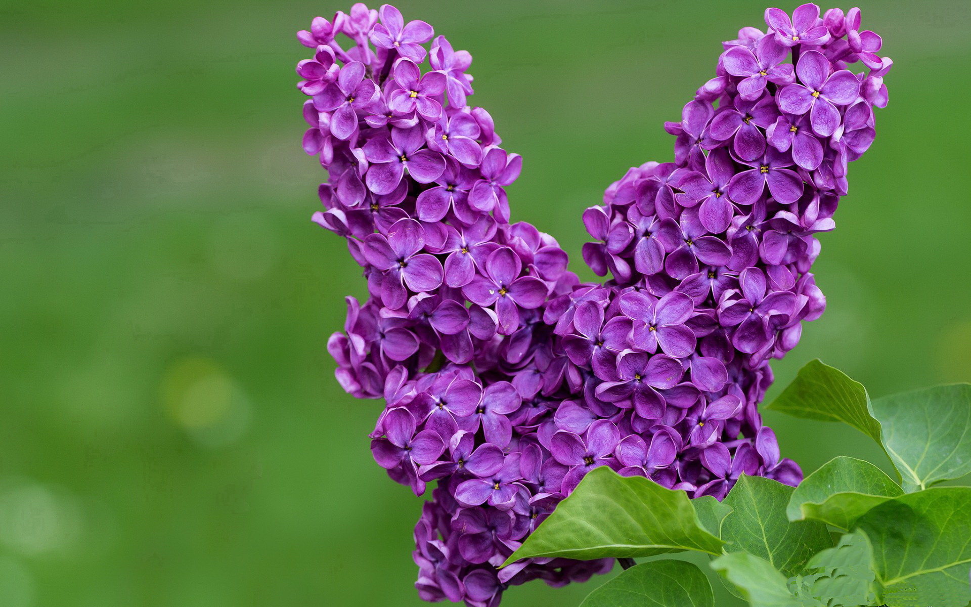 新特洛伊木马，穆勒一锤定音，拜仁在罗马提前终结悬念