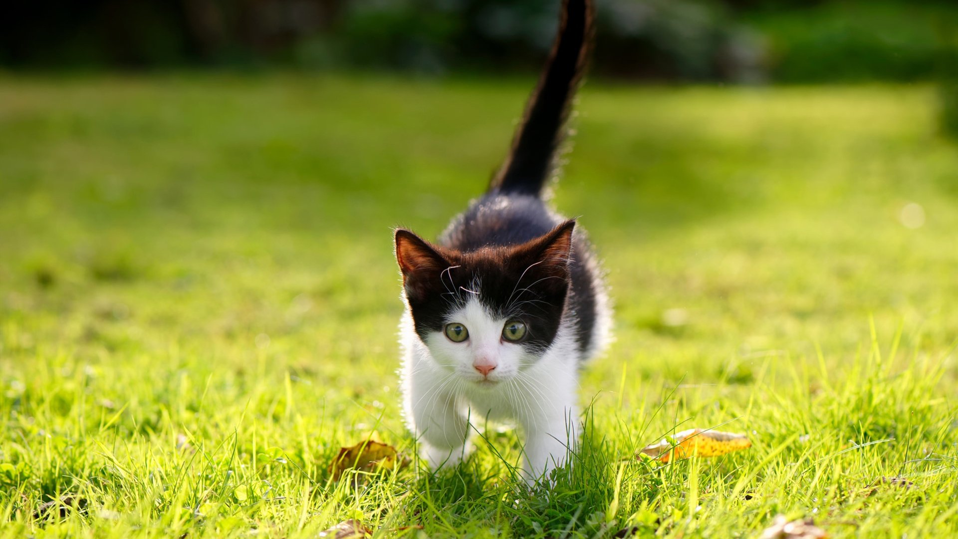 北京队打破旧序,库里拉满评分,现代篮球的灵魂传承