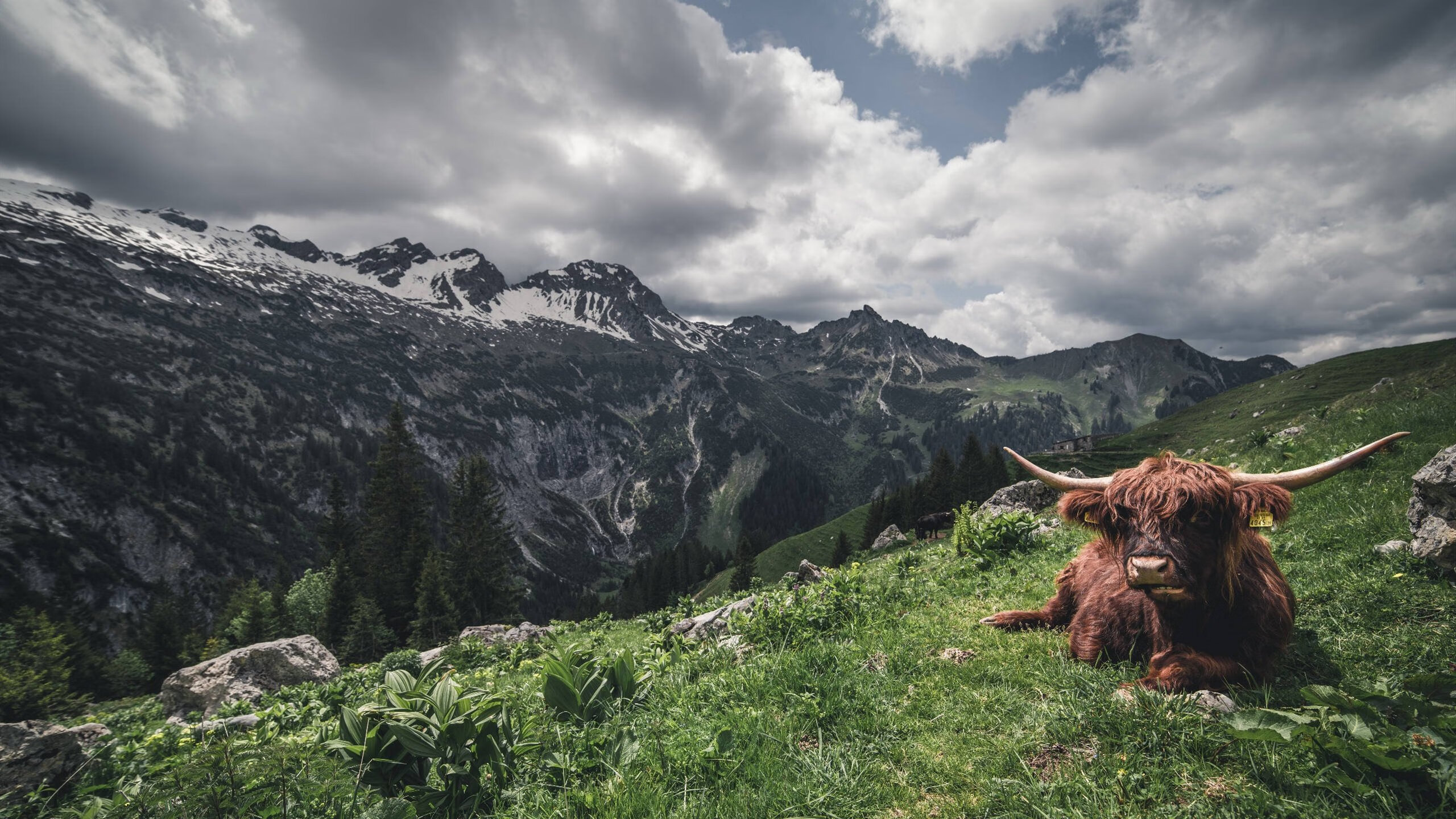 草根英雄，世界杯之夜，马丁内利扛起的不只是一支球队