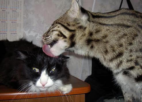 爱游戏在线-全场高光后的惊心逆袭—雷霆一波流带走胜利