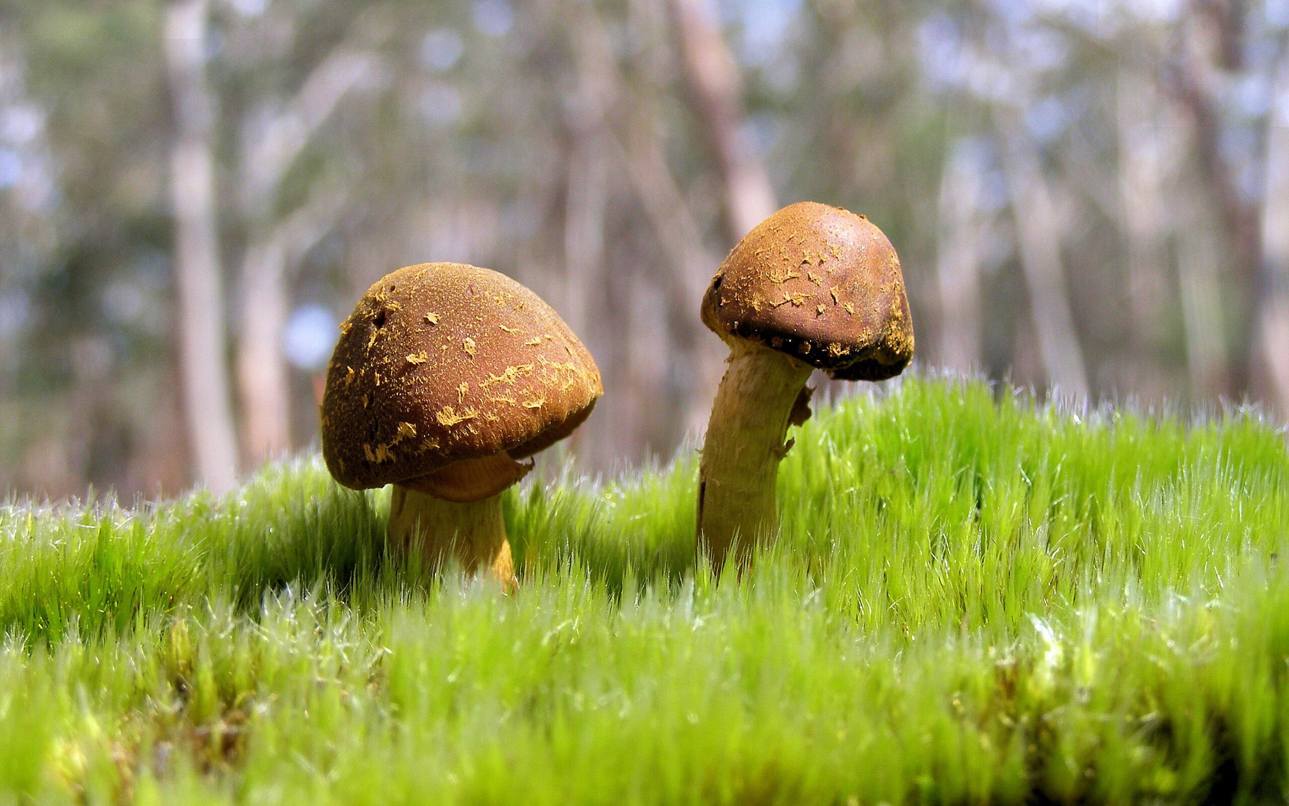 爱游戏入口-黄蜂蛰伤勇士，霍勒迪用钢铁防线主宰比赛走向