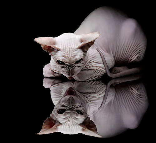 从沙漠到赛道，阿尔及利亚的地缘胜利与劳塔罗的统治力表演