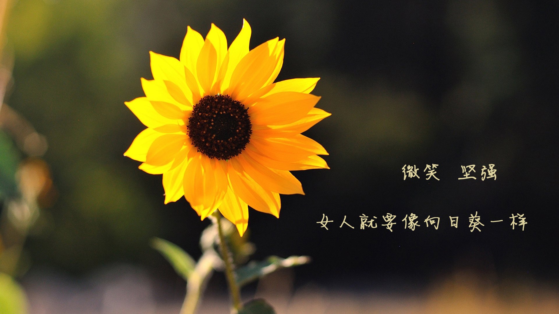 唯一的奇迹,当泰国足球在2026世界杯E组焦点战中,以阿诺德之名征服加纳