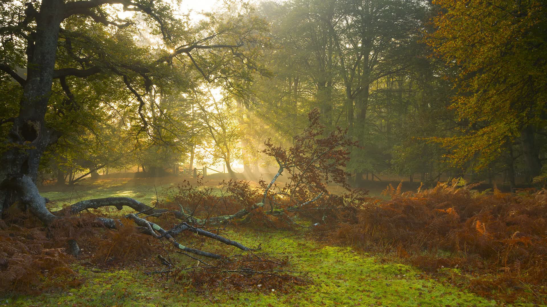 蓝月绿茵场上的孤星,2026之夏,阿方索·戴维斯用一己之力改写伊朗与瑞士的宿命对决